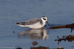 Phalaropus fulicarius