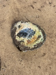 Crassostrea virginica