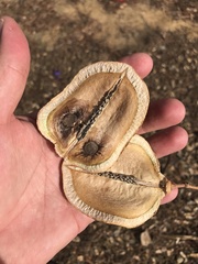Jacaranda cuspidifolia