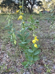 Crotalaria spectabilis