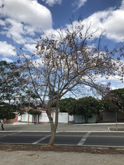Jacaranda cuspidifolia