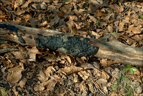 Garbanotasis drebutis nuotrauka