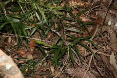 Flagellaria indica