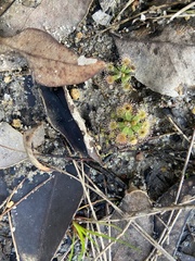 Drosera pulchella