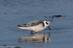 Phalaropus fulicarius