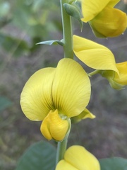Crotalaria spectabilis