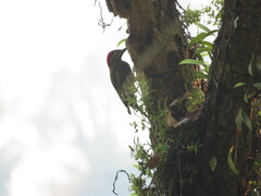 Colaptes rubiginosus