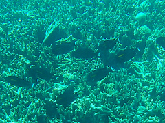 Acanthurus olivaceus