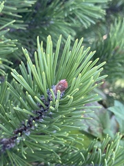Pinus mugo