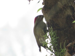 Colaptes rubiginosus