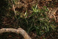 Flagellaria indica