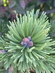 Pinus mugo