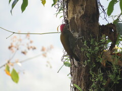 Colaptes rubiginosus