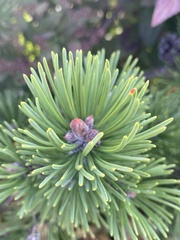 Pinus mugo