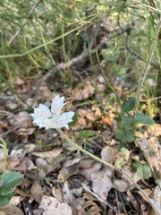 Xanthosia rotundifolia