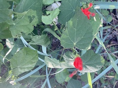 Malvaviscus arboreus drummondii