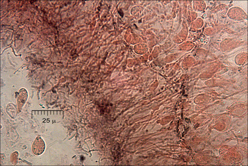 Garbanotasis drebutis nuotrauka