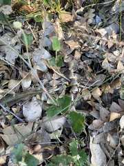 Xanthosia rotundifolia