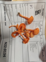 Cantharellus corallinus