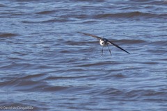 Pelagodroma marina