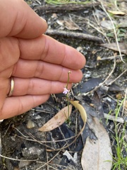 Utricularia multifida
