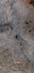 Centropogon australis