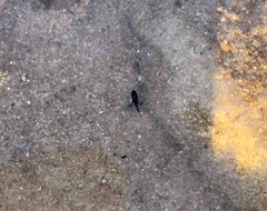 Centropogon australis