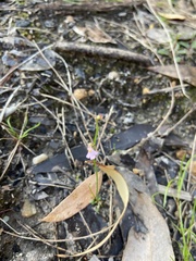 Utricularia multifida