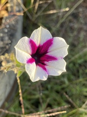 Ipomoea longifolia