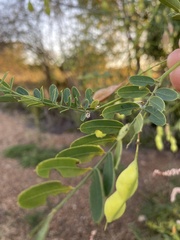 Sesbania vesicaria