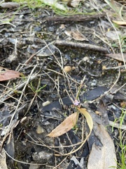 Utricularia multifida