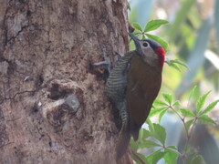 Colaptes rubiginosus