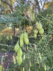 Sesbania vesicaria