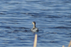 Spatula versicolor