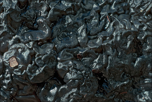 Garbanotasis drebutis nuotrauka