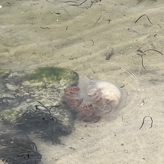 Rhopilema verrilli