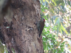 Colaptes rubiginosus