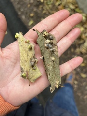 Pachypsylla