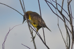 Pseudoleistes virescens