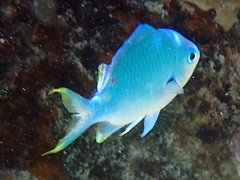 Chromis atripectoralis