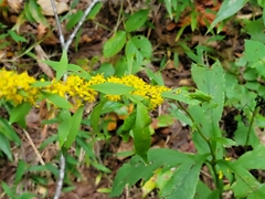 Solidago curtisii