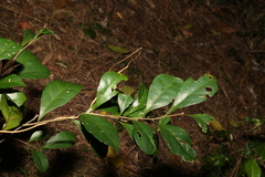 Cyclophyllum longipetalum