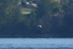 Hydrocoloeus minutus