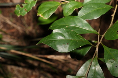 Cyclophyllum longipetalum