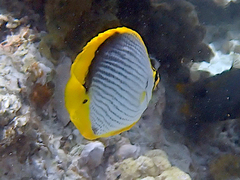 Chaetodon melannotus