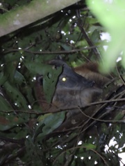 Nasua olivacea
