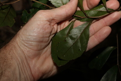 Cyclophyllum longipetalum