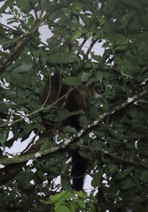 Nasua olivacea