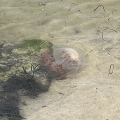 Rhopilema verrilli