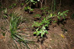 Cyclophyllum longipetalum